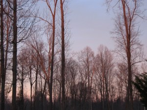 Trees at dusk